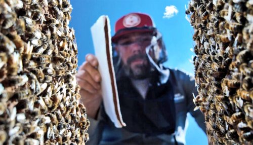 ‘Power bars’ could keep bees thriving without pollen