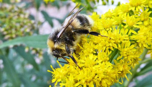 How CO2 leads to changes in bumble bee reproduction