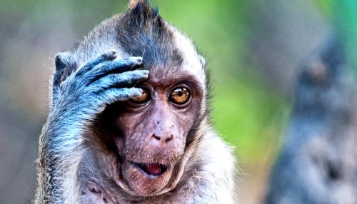 Mice have more synapses connecting neurons than primates - Futurity