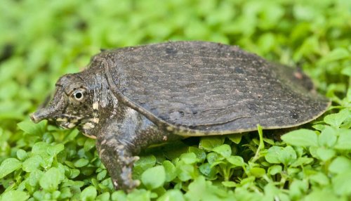 Turtles indicate temp's role in sex chromosome imbalance - Futurity
