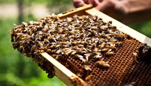 Eating 1 microbe protects honey bees against poor nutrition