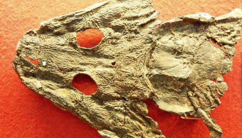 Early amphibians' move to land came with a spine switch-up - Futurity
