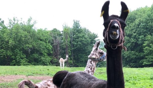 Cheaper method gets COVID-fighting nanobodies from llamas