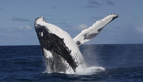 Song swap indicates humpback whales trade culture