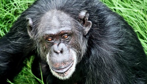 Fake 'grammar' shows apes get language basics - Futurity