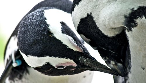 New take on same-sex behavior in animals asks ‘why not?’