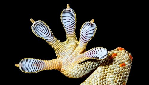 'Gecko gripper' could clean up space junk - Futurity