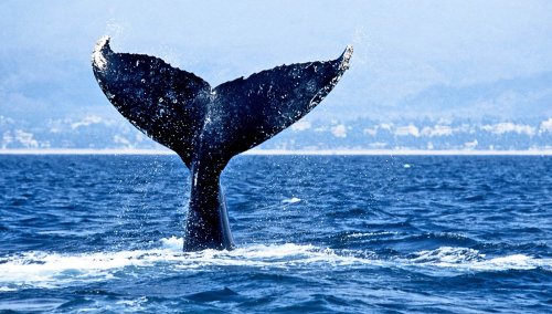 Acoustic tagging is like caller ID for whales
