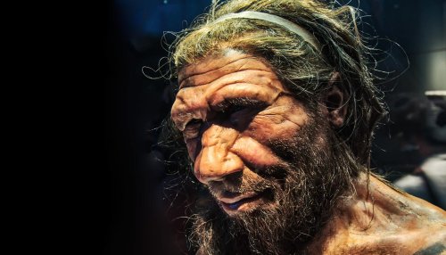 Neanderthal noses were less attuned to pee and sweat