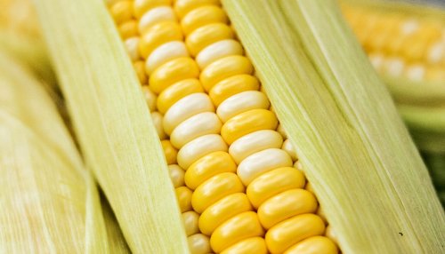 Team cracks the mystery of maize’s origins