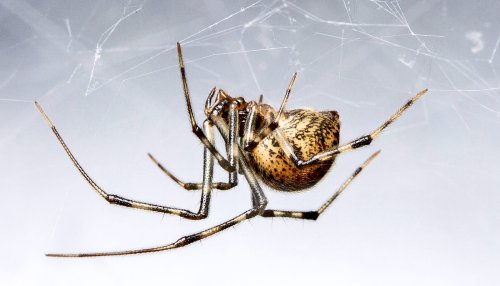 Listen: Expert debunks scary myths about spiders