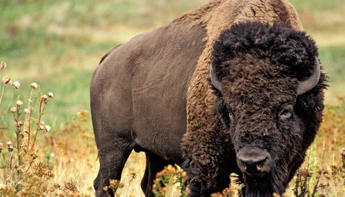 Native Americans shaped prairie by hunting bison with fire