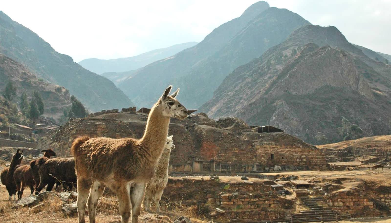 Ancient Andean Elites Used Psychedelics to Cement Power and Control, Study Reveals