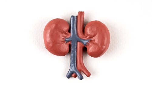 Kidney disease discovery could lead to new therapies for African Americans