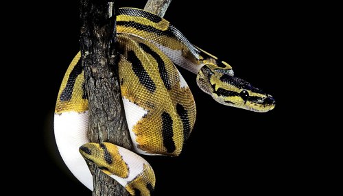 To explain piebald pythons, study pets and lizards