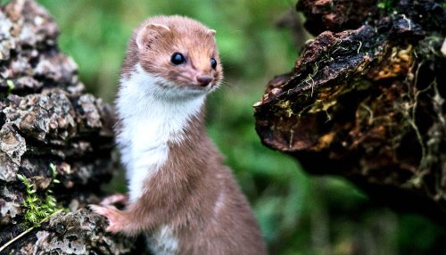Once common weasels are doing a vanishing act - Futurity