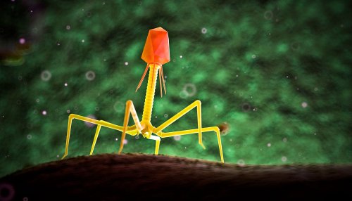 Team solves mystery of how phages disarm bacteria
