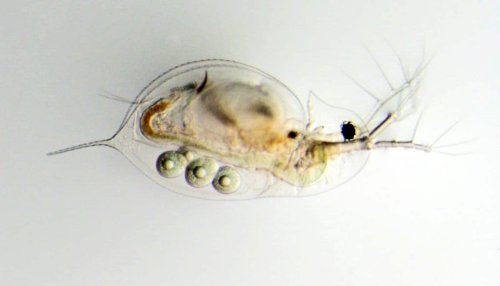 Water fleas show surprising hydra effect in action - Futurity