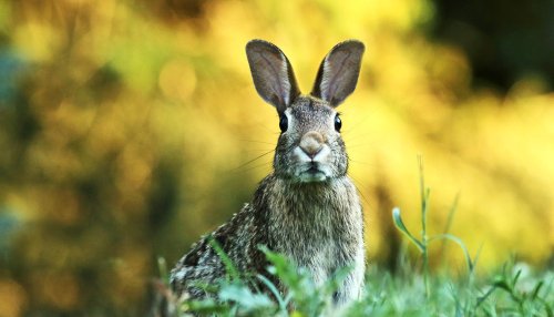 Rabbit virus is a warning about viruses becoming more deadly