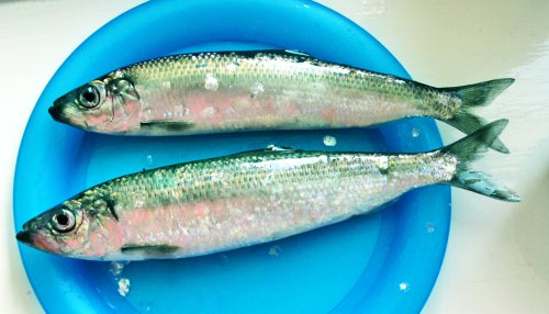 'Pauses' could prevent forage fish collapse - Futurity