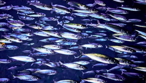Fish schools are quieter than one fish alone