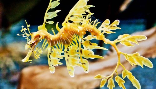 Missing genes might explain ‘oddball’ sea dragon looks