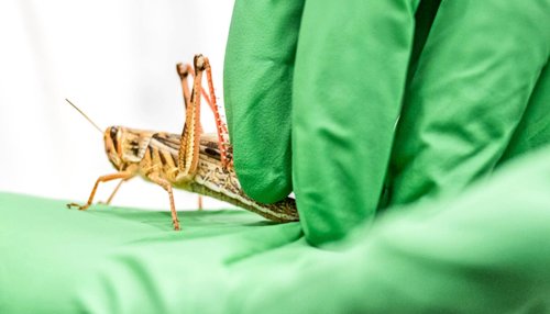 Locusts can ‘smell’ human cancer cells