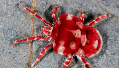 Why no one wants to eat the giant velvet mite