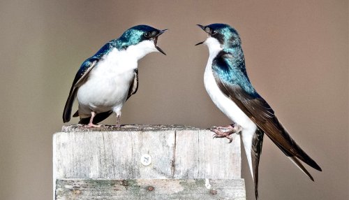 Aggressive birds reveal how evolution repeats itself