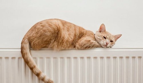 Why Does Your Cat Wag Its Tail? 