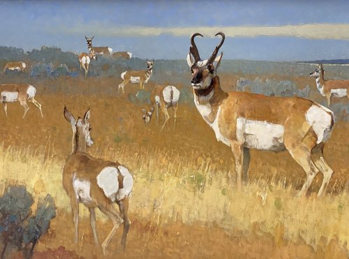 Where the Deer and the Antelope Play – Out of Africa in Montana