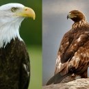 Bald and Golden Eagle Protection Act | U.S. Fish & Wildlife Service