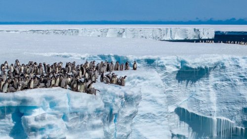 Doku zeigt einzigartige Pinguin-Aufnahmen