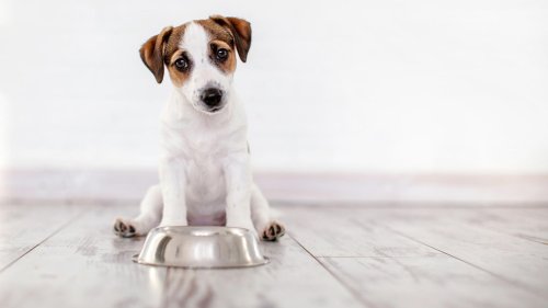 Warnung! Tierfutter-Hersteller ruft Hundefutter zurück