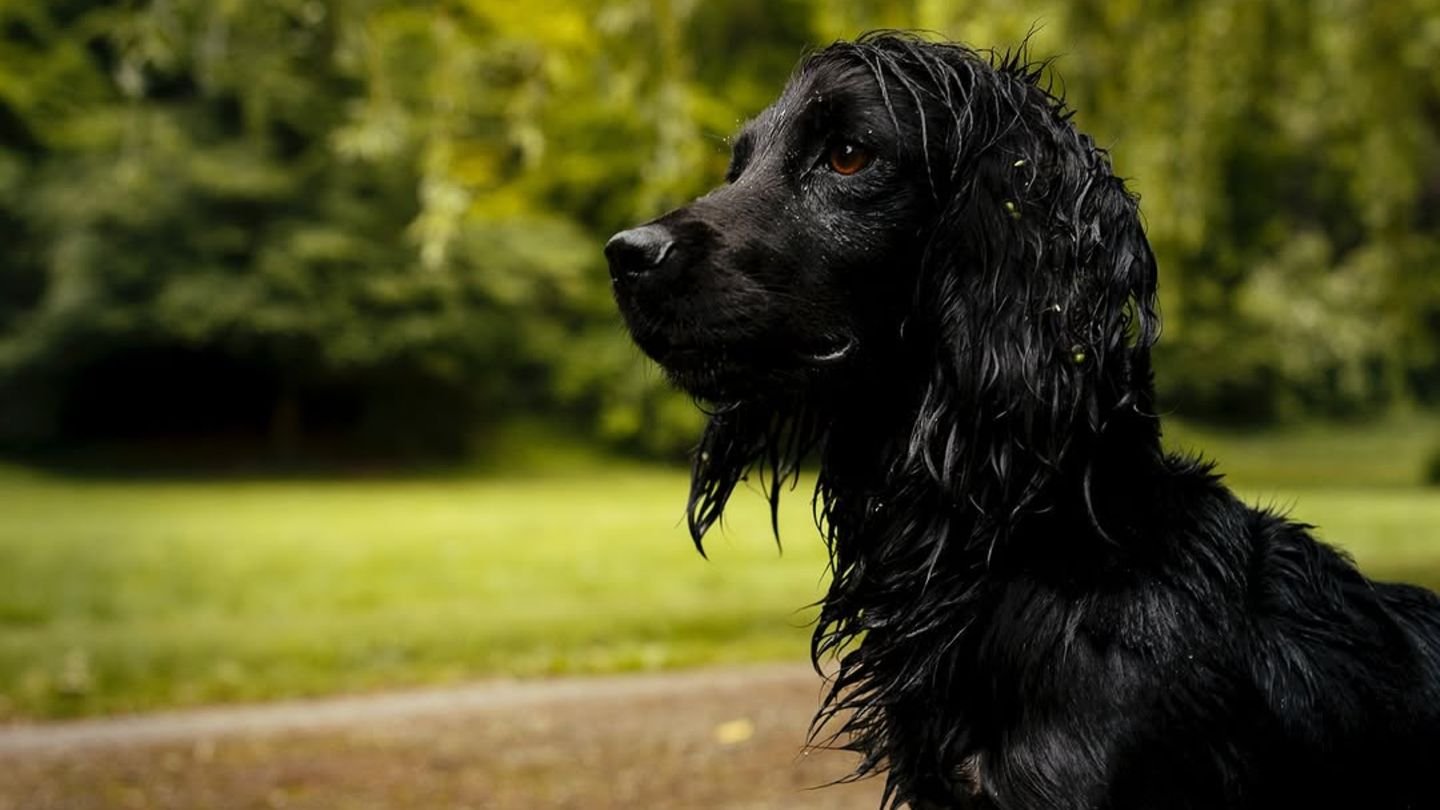 Royals und ihre tierischen Begleiter