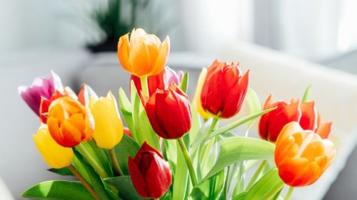 So bleiben Tulpen länger frisch