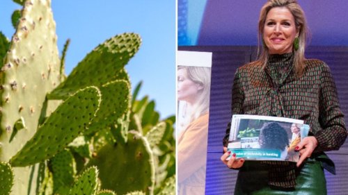 Immer mehr Designer greifen zu Kaktusleder