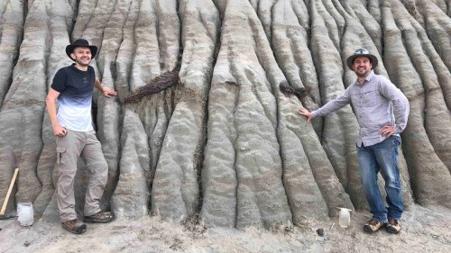 Researchers believe they found one of the best preserved dinosaurs ever