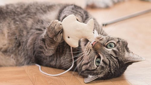 These 16 cat toys loved by reviewers could entertain even finicky felines