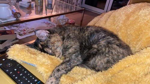 World's oldest living cat named Flossie, at nearly 27 she's survived multiple owners and loves naps