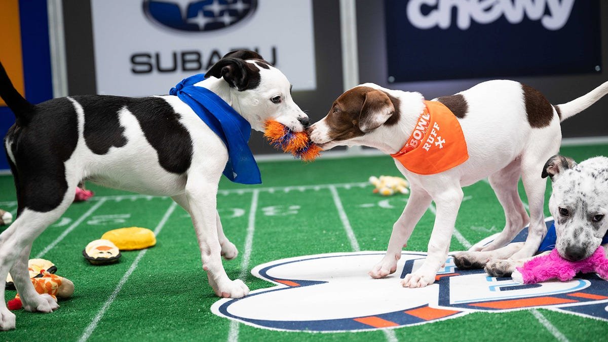 How to watch the 2021 Puppy Bowl