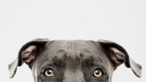What colors can dogs see? Explaining your pet's worldview.