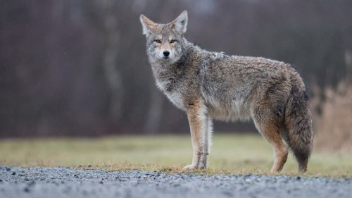 Coyotes are mating again. Here's how you can protect your pets while they do it.