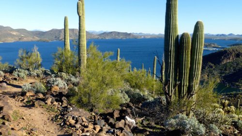 10 great Arizona hikes to try this winter for fans of water, mountains and saguaros