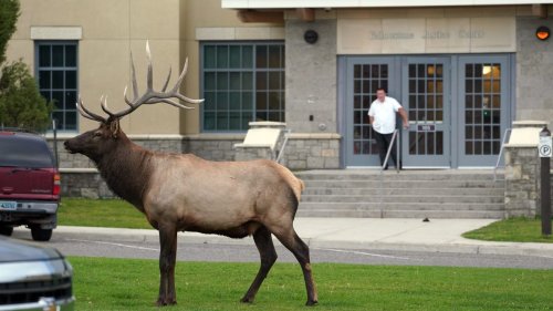 Yellowstone tourists put newborn elk calf in car, drive to police station