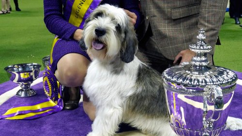 Buddy Holly The PBGV Makes History With Best In Show Win At 147th    Medium 