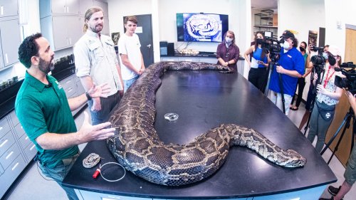 Biologists catch record-breaking 215-pound Burmese python in Florida Everglades