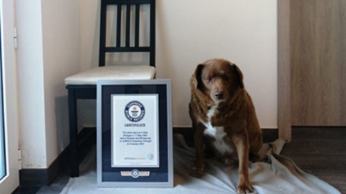 The world's oldest dog ever: Bobi takes Guinness World Record at 30 years old