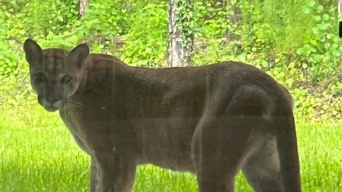 Video shows Florida panther in stare-down with woman from her back patio