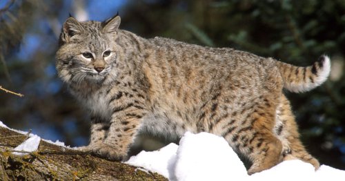 Interesting Facts about Bobcats